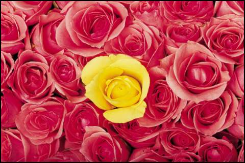 Gift Wrapping - Roses