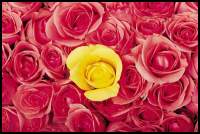 Gift Wrapping - Roses