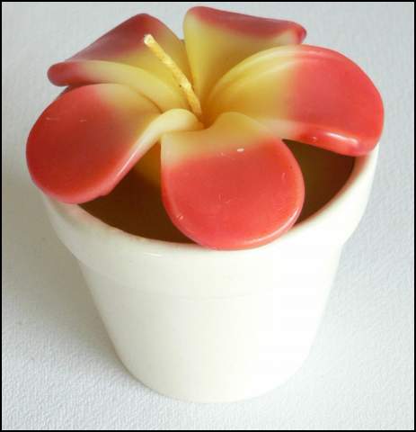 Frangipani Candle in Porcelain Plant Pot - Red