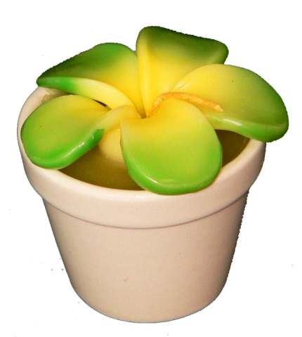 Frangipani Candle in Porcelain Plant Pot - Green